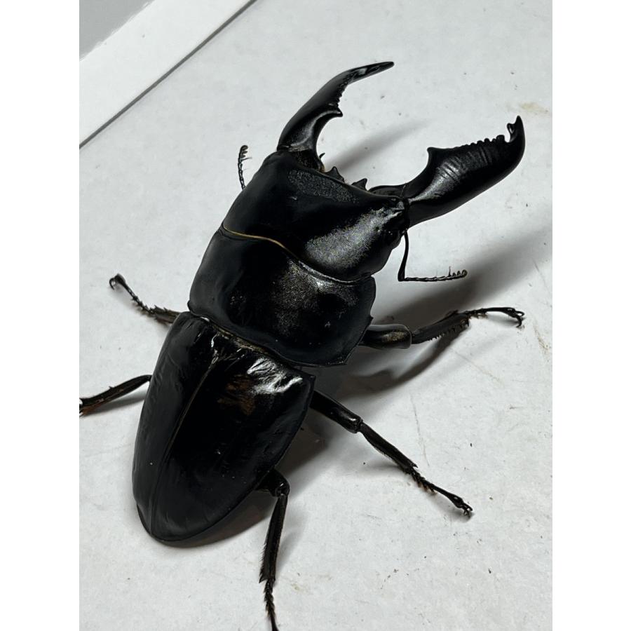 スマトラオオヒラタクワガタ ペア ♂102mm ♀53.6mm : Nbreed - 通販