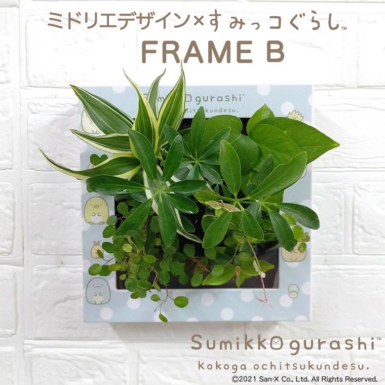 すみっコぐらし ミドリエデザイン 観葉植物 植物 壁掛け 本物 パフカル