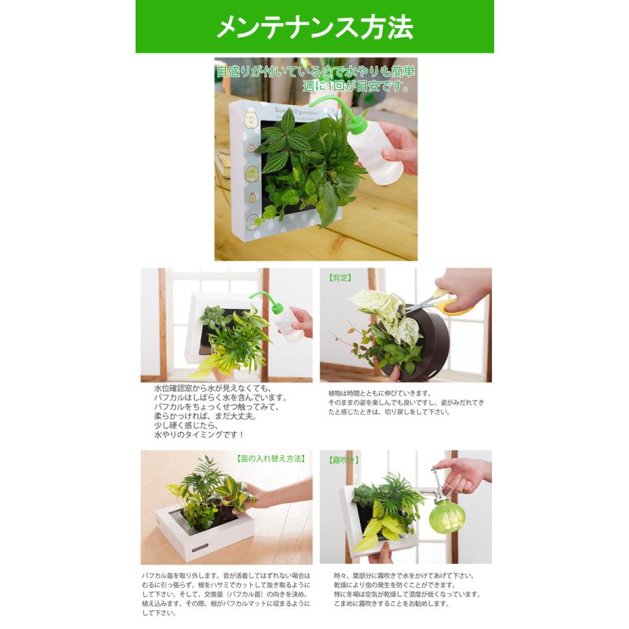 すみっコぐらし ミドリエデザイン 観葉植物 植物 壁掛け 本物 パフカル