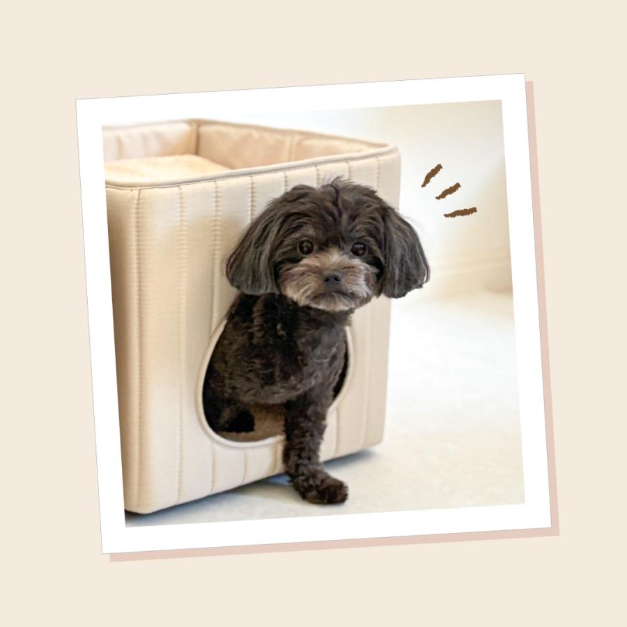 犬 猫 ハウス ベッド マット ペットベッド ペットハウス 折りたたみ 冬用 犬ハウス 猫ハウス 室内 冬 ふわふわ おしゃれ かわいい スクエア型 小型犬 FLUFFY |  | 14