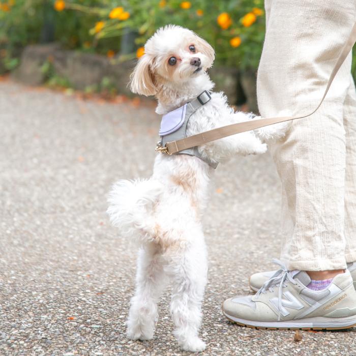 犬 ハーネス おしゃれ かわいい 簡単装着 ハーネス付き服 抜けない 脱げない 小型犬 セーラー服 MARINE |  | 06