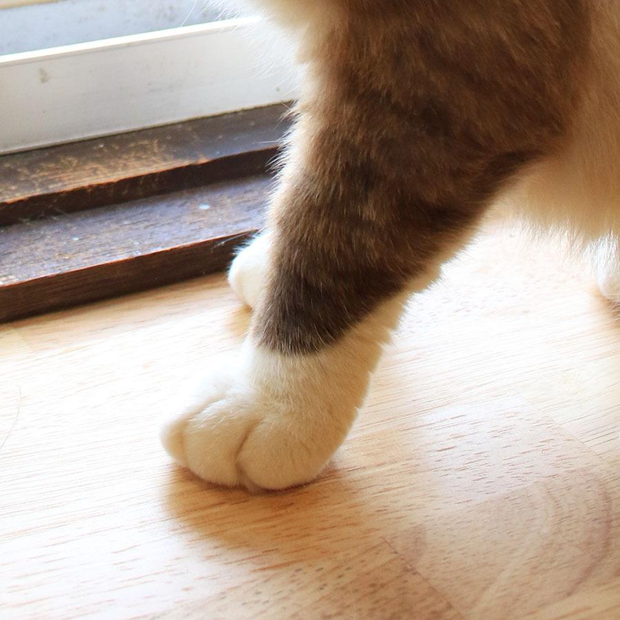 能ある猫は爪隠すシリーズ 靴下猫 ５本指ソックス スタンダード 5honsocks Neco ネコリパブリックyahoo 店 通販 Yahoo ショッピング