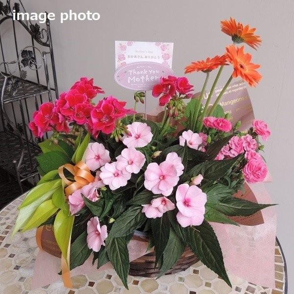 母の日 限定 カーネーション 季節の花 春 寄せ鉢 人気 おまかせ アレンジ ギフト 鉢花 鉢植え 寄せ植え バスケット プレゼント A0061 花 ル パルテール Yahoo ショップ 通販 Yahoo ショッピング