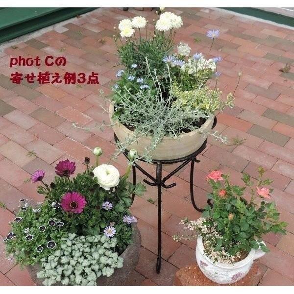 誕生日 父の日 寄せ植え 花苗 初夏 夏 人気 おまかせセレクト 花 グリーン苗12個オリジナルセット 鉢植え 花壇 ガーデニング ギフト E0001 花 ル パルテール Yahoo ショップ 通販 Yahoo ショッピング