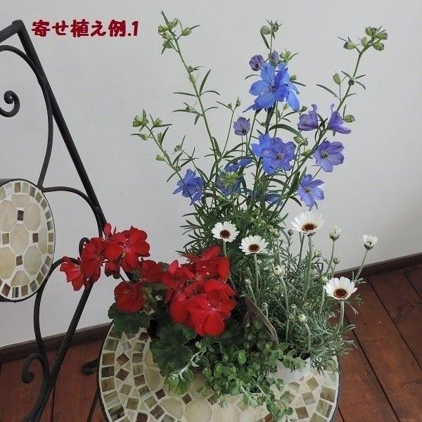 誕生日 父の日 寄せ植え 花苗 初夏 夏 人気 おまかせセレクト 花 グリーン苗12個オリジナルセット 鉢植え 花壇 ガーデニング ギフト E0001 花 ル パルテール Yahoo ショップ 通販 Yahoo ショッピング