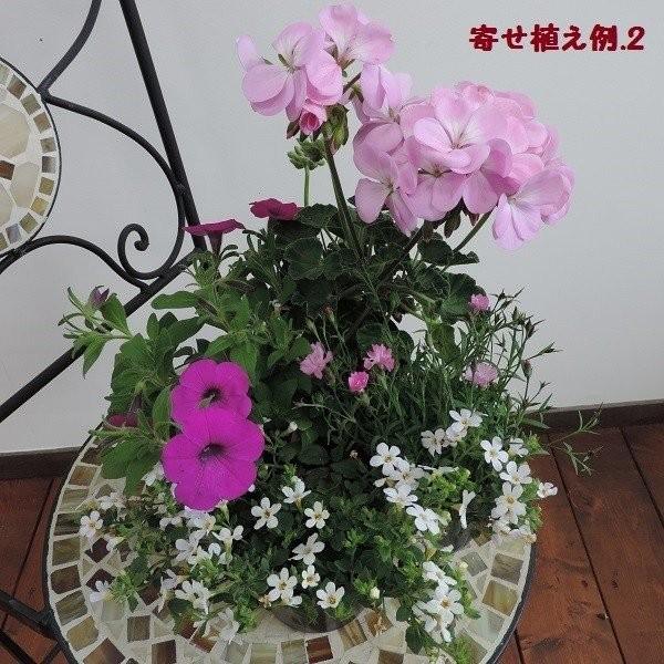 誕生日 父の日 寄せ植え 花苗 初夏 夏 人気 おまかせセレクト 花 グリーン苗12個オリジナルセット 鉢植え 花壇 ガーデニング ギフト E0001 花 ル パルテール Yahoo ショップ 通販 Yahoo ショッピング