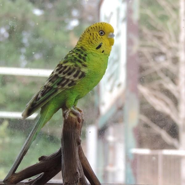 セキセイインコ 小 黄緑 ギフトに ラッピング無料 ガーデンオーナメント 置物 カワイイ 小鳥 オブジェ N143 インテリア 雑貨 癒し 飾り K0010 花 ル パルテール Yahoo ショップ 通販 Yahoo ショッピング