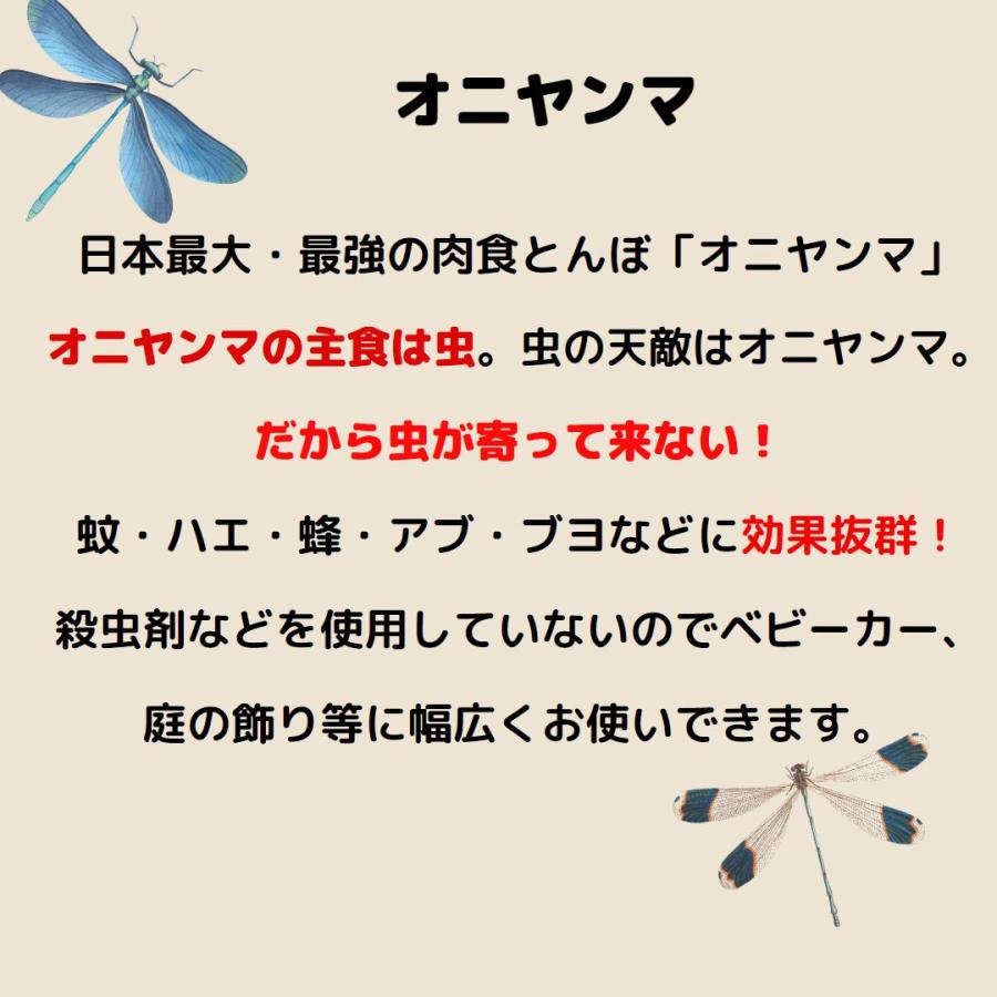 ２羽　虫よけ　オニヤンマ　おにやんま　12ｃｍ　おにやんまくん箱入り リアル虫除け虫除けトンボ君 天敵で虫除け トンボ 蜻蛉 スズメバチ 虫対策 PVC材質 |  | 01