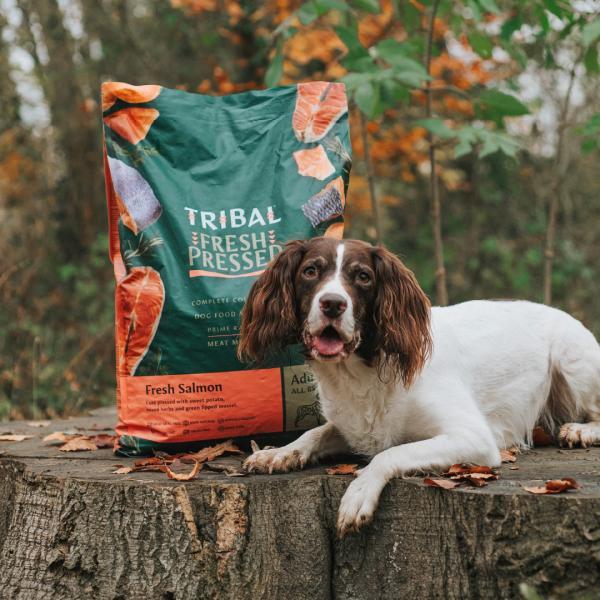トライバル コールドプレス ドッグフード フレッシュサーモン 12kg 無添加 犬 穀物不使用 グレインフリー トライバル コールドプレス ドッグフード フレッシュサーモン