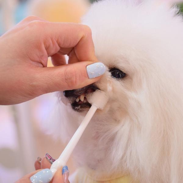 パシュートオブラブ PURSUIT OF LOVE 艶色〜泡歯磨き〜 50ml 犬 デンタルケア 歯磨き ハミガキ 無添加 国産 |  | 02