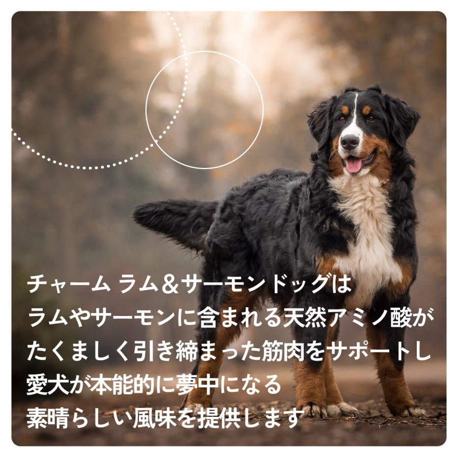 チャーム（ペット） 倍々+5倍！最大ポイント30倍！本日限定