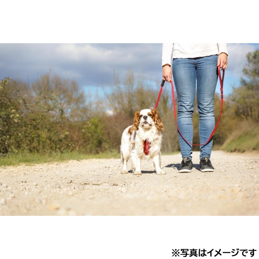 倍々+5倍！最大ポイント26倍！本日限定！イージードッグ EZYDOG ゼロショックライト 120cm グレイ 伸縮 ショック吸収 | ブランド登録なし | 02