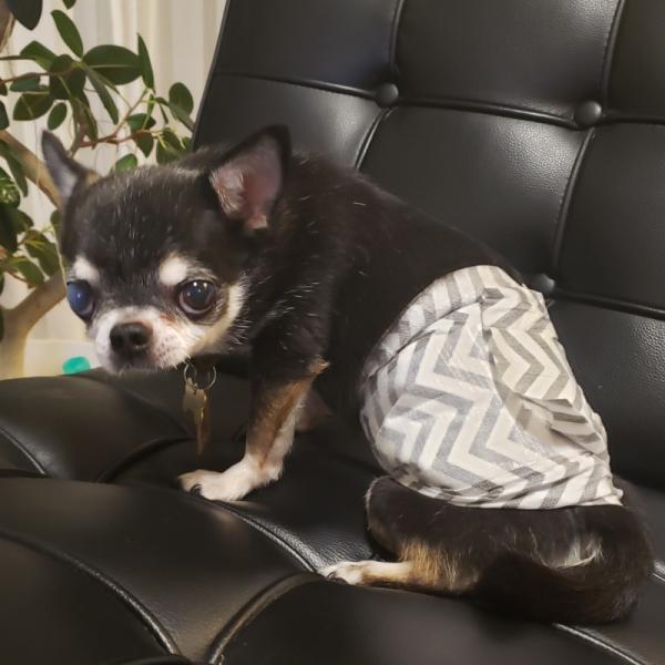 M-PETS（エムペッツ） 男の子用オムツ S 12枚 | ブランド登録なし | 09