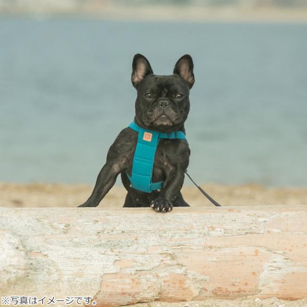 倍々+5倍！最大ポイント26倍！本日限定！QUCHITAP（クチタプ