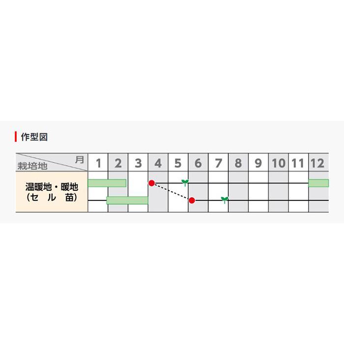 冬扇シオン コート6000粒 サカタのタネ ネギ種 メーカー直送 : ネギ