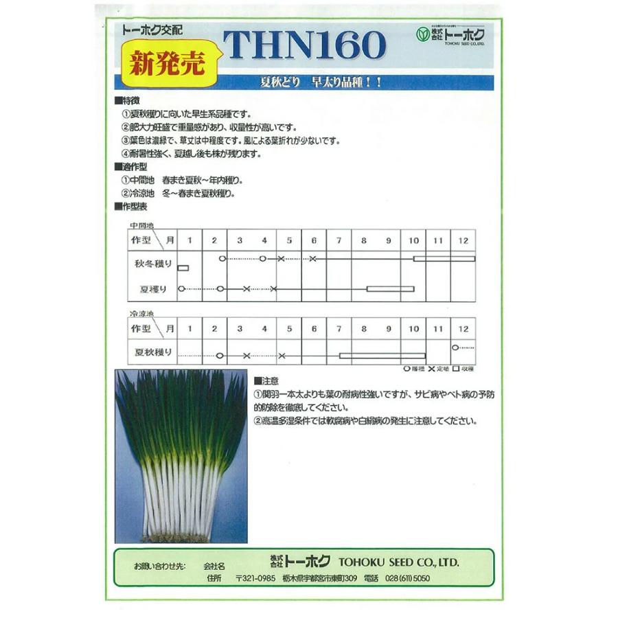 項羽一本太（THN160） コート5000粒 トーホク種苗 ネギ種 : ネギ参謀