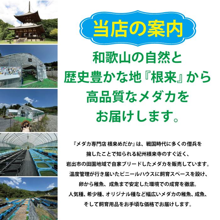 5匹＋補償1匹】TAKUMI 夢中めだか様直系 数量限定 最新品種 : 根来