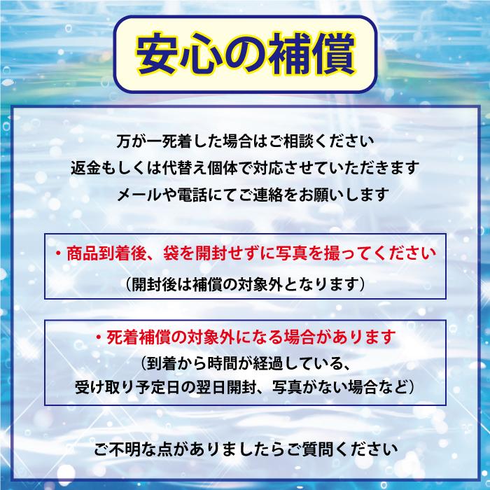 5匹＋補償1匹】TAKUMI 夢中めだか様直系 数量限定 最新品種 : 根来
