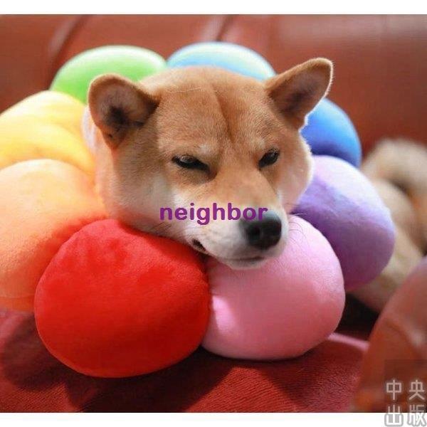 首輪 ペット用品 犬 猫 新作 エリザベスリング 噛みつく 舐めることを防止 お出掛け 可愛い おしゃれ 人気 ネームタグ 迷子札 サイズ S Www Ma Maison Algarve Com