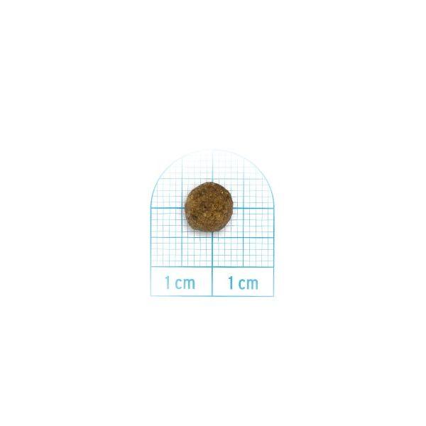 SALE/おまけ付き！最短賞味2027.1・フォルツァ10 犬 デイリープロ ミディアム ホース中粒12kg×３個/fo14069x3成犬用ドッグフード正規品