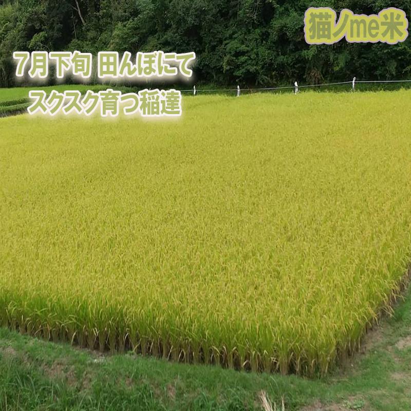 ヒノヒカリ 令和7年新米 米30kg 米 伊佐米 お米 30kg 新米 30kg 令和7