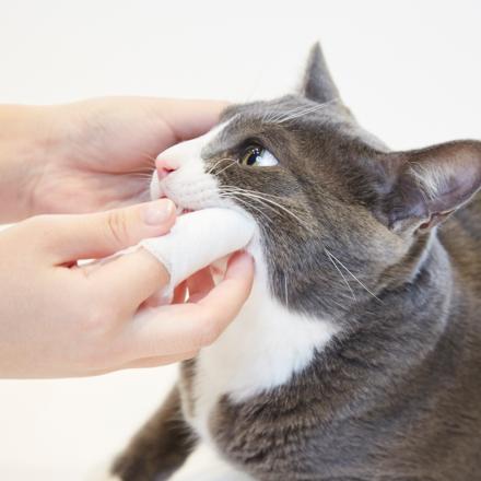 犬用 猫用 歯磨きジェル 口腔ケア デンタルケア 口臭ケア 歯垢除去