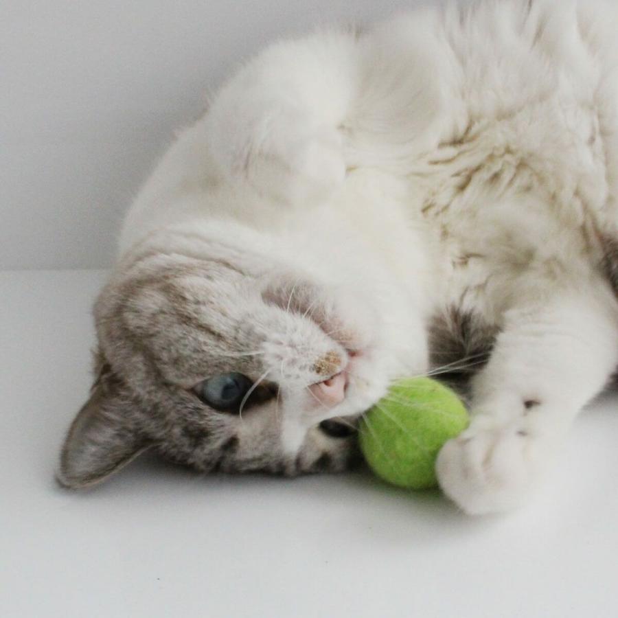 猫 おもちゃ ボール nekozuki ねこずきころころ 6個セット 日本製