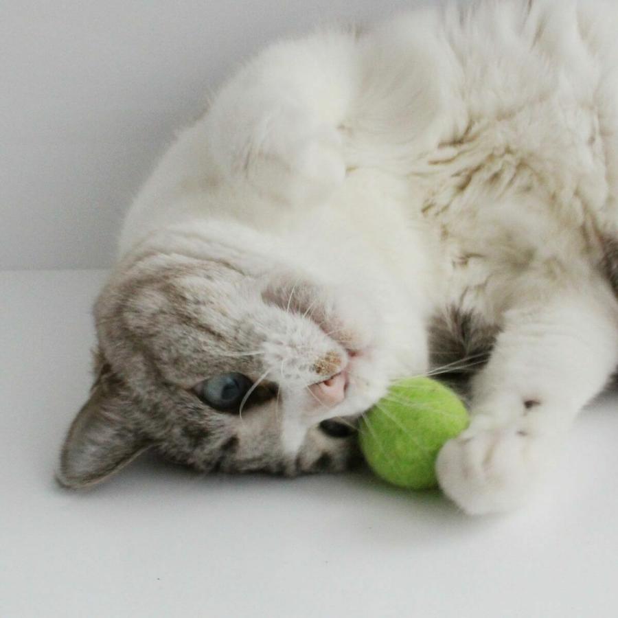 ★neko3zukiねこさんずきさん★12月21日　商品番号3 猫 おもちゃ ボール nekozuki ねこずきころころ 3個セット 日本