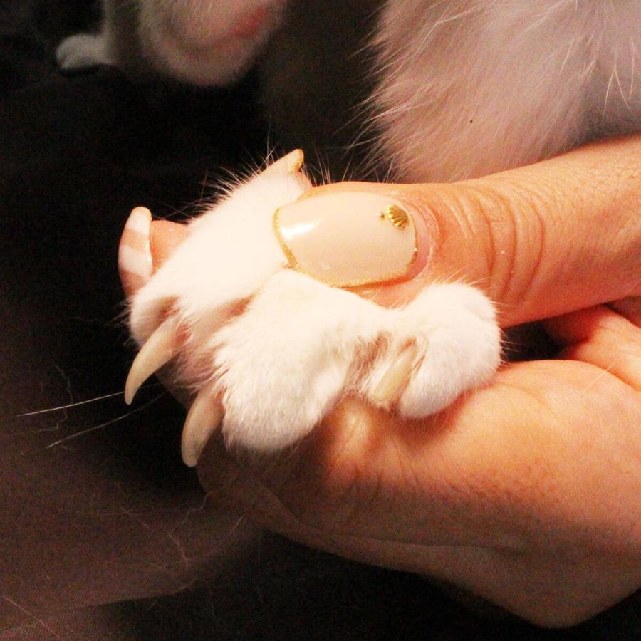 猫 爪切り 国産 SUWADA 猫専用 nekozuki 限定モデル ねこずき 猫 爪切り 国産 SUWADA 猫専用 nekozuki 限定モデル ねこずき
