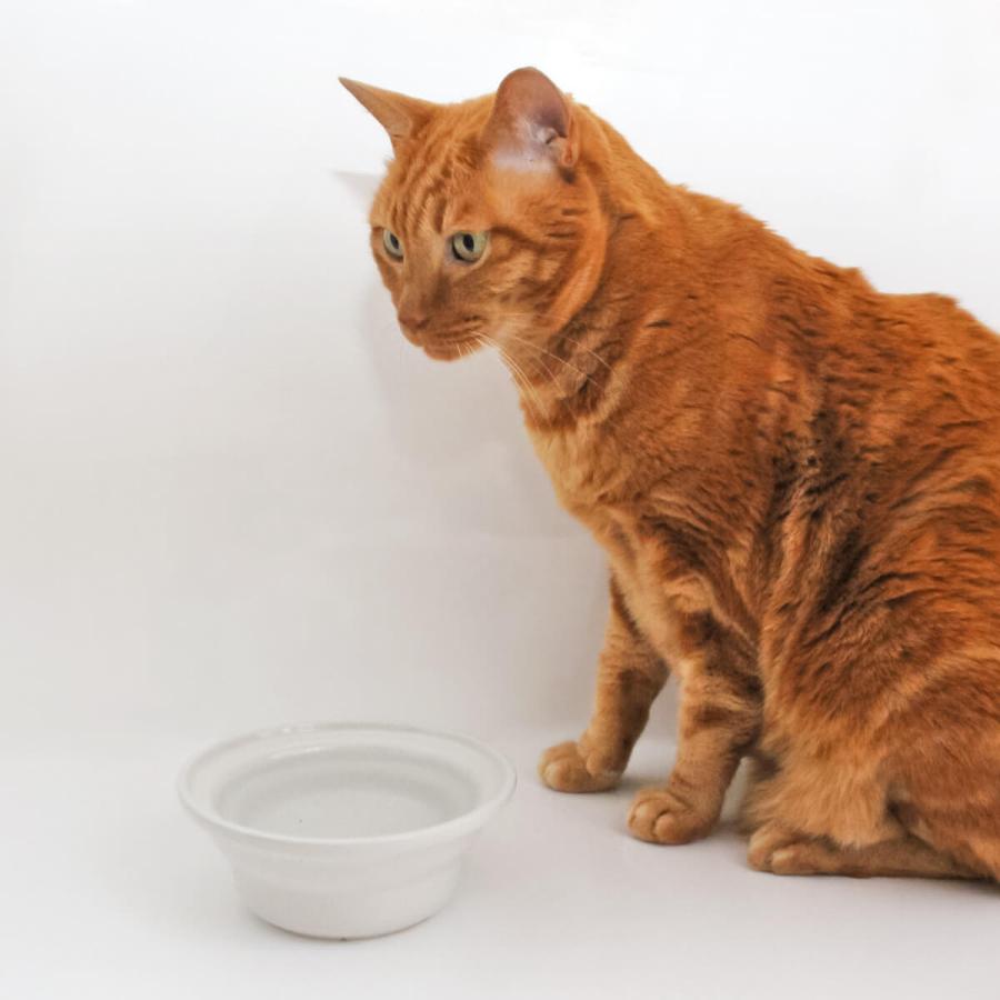 ねこ保護器　日本製 楽天市場】猫用 見守りカメラ 猫カメラ AI搭載 自動給餌機 自動餌やり
