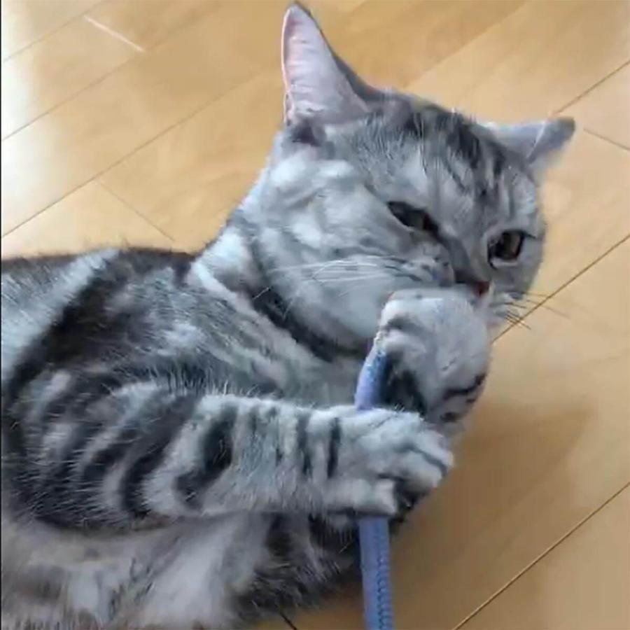 猫じゃらし 猫 おもちゃ 紐 nekozuki くらげ じゃらし またたび不使用