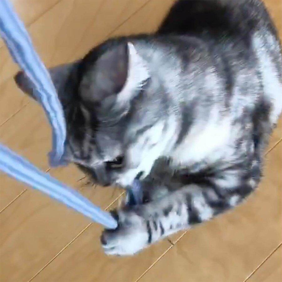 猫じゃらし 猫 おもちゃ 紐 nekozuki くらげ じゃらし またたび不使用