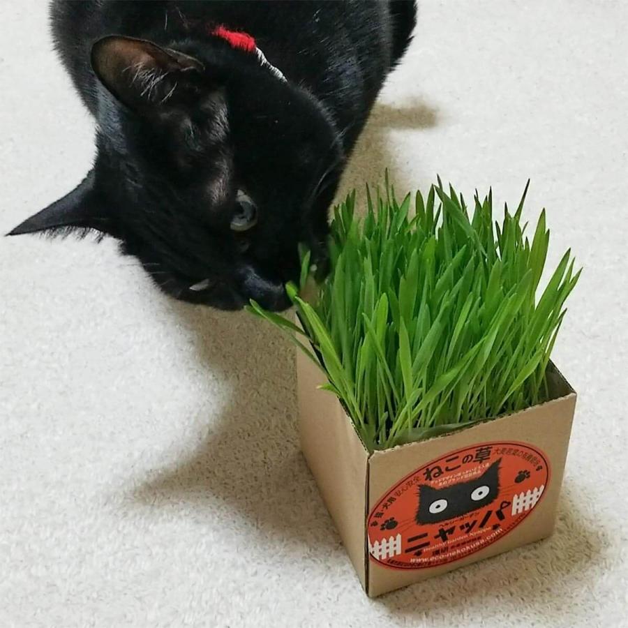 安心安全ねこの草(猫草)ニャッパ 栽培セット 2回分 定番 大麦 安心安全ねこの草(猫草)ニャッパ 栽培セット 2回分 定番 大麦