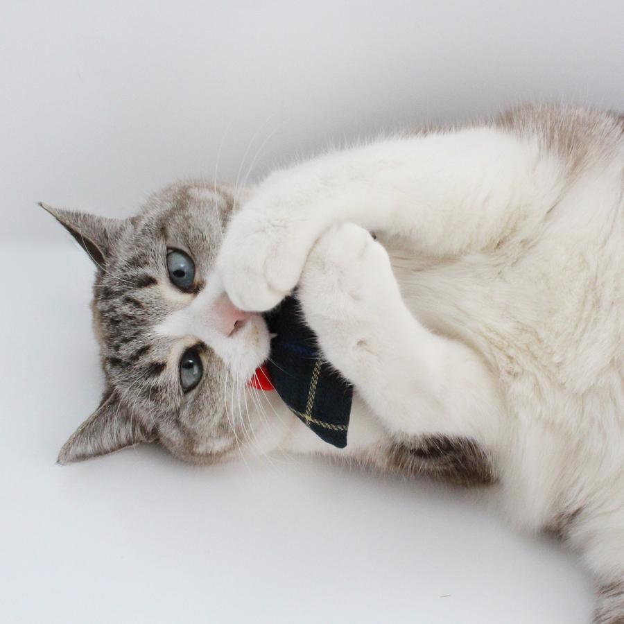 福袋 日本製 猫 おもちゃ セット ねずみ さかな ぬいぐるみ :catday:nekozuki ねこずき - 通販 - Yahoo!ショッピング