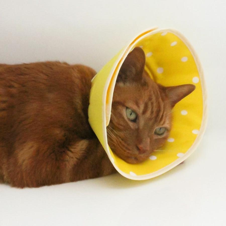 市場 セミオーダー 猫 エリザベスカラー フェザーカラー ソフト 柔らかい 市場 セミオーダー 猫 エリザベスカラー フェザーカラー ソフト 柔らかい