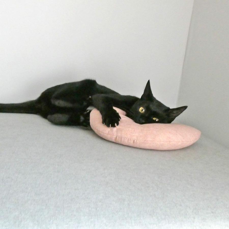 みかづきけりけり : nekozuki ねこずき - 通販 - Yahoo!ショッピング みかづきけりけり : nekozuki ねこずき - 通販 - Yahoo!ショッピング