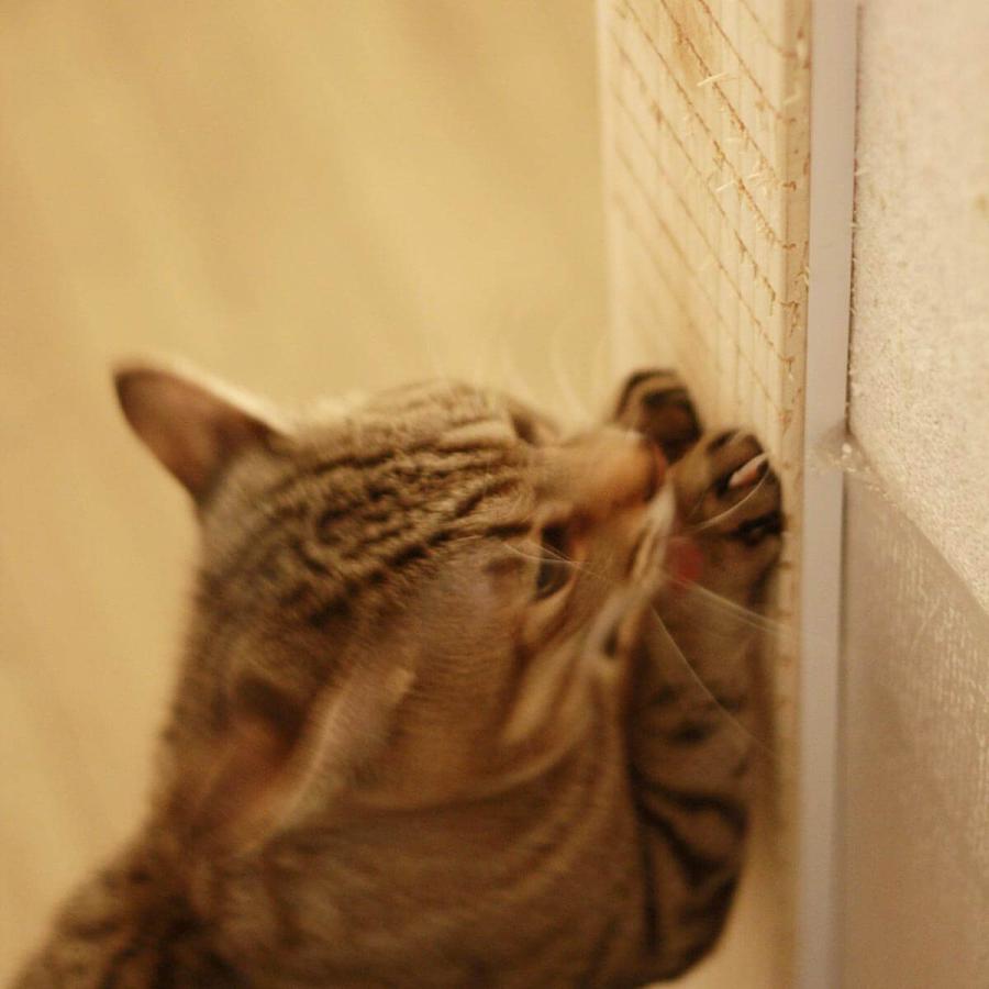 入荷待ち商品 壁まもる君 三面用帆布タイプ 猫の爪とぎから壁をまもる 爪とぎ 爪やすり 防止 保護 対策 新築 Sanmenhanpu Nekozuki ねこずき 通販 Yahoo ショッピング