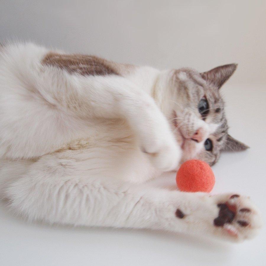 猫おもちゃ 日本製 5点セット みかづきけりけり付 福袋 国産 音が鳴る