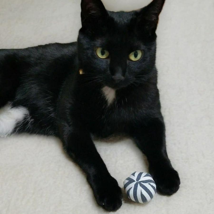 黒猫さん専用 楽天市場】SUU(数)/Palnart Poc 根付 (三毛猫／黒猫) ※豪華専用