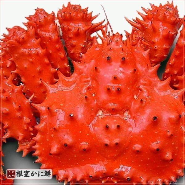 かに　カニ　蟹　花咲ガニ　北海道産　花咲かに (メス) 400ｇ前後×3尾　爆買　ギフト　2025　御歳暮 |  | 05