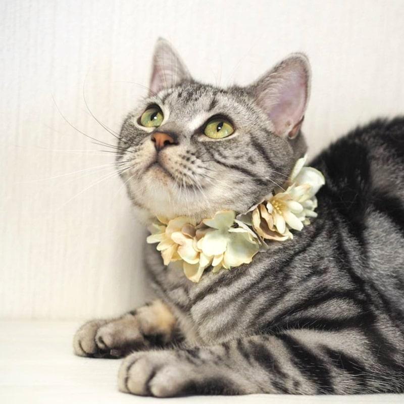 犬 猫 花冠チョーカー 花飾り SSS〜SSサイズ ミルクベースのドライ  