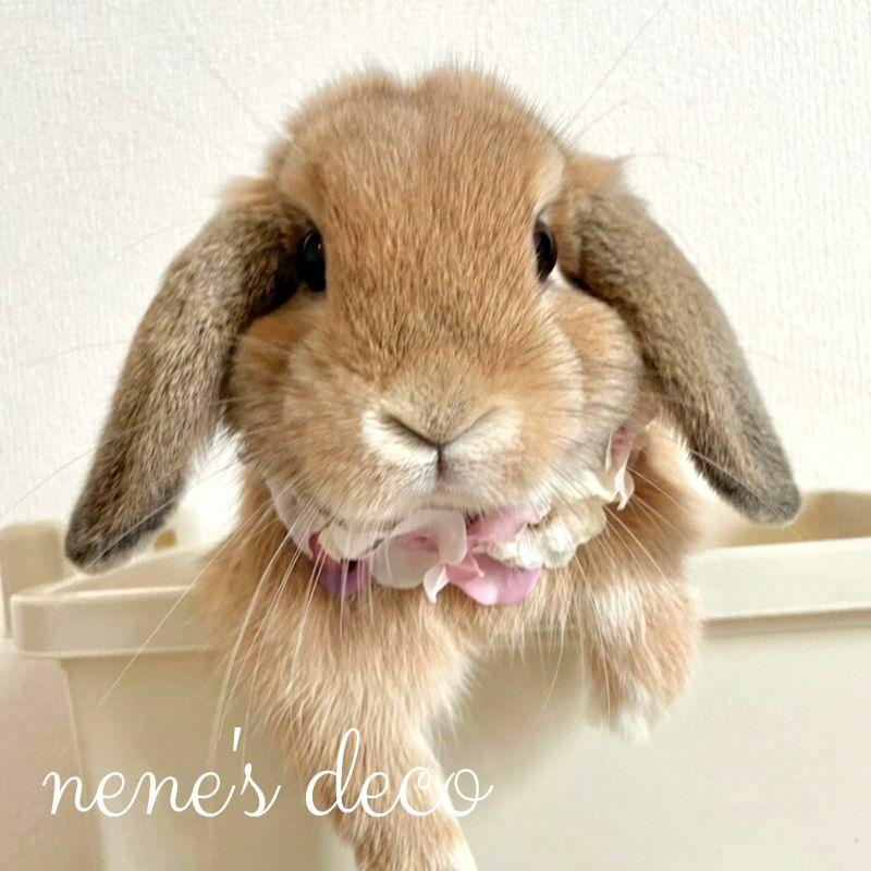 うさずきん 超特大60cmお花見団子 Mother garden しろたん お月見クッション 33cm 丸型 クッション