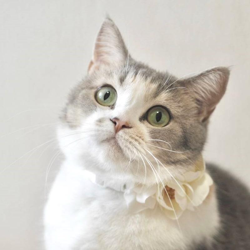 花飾り 犬 花冠チョーカー S〜Lサイズ フレッシュぽんぽんローズ