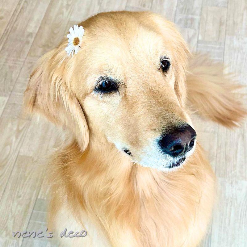 犬 リボン 花 ドライデイジーフラワーコームピン dog cat アクセサリー パッチン留め ヘアピン 小型犬 超小型犬 hair トリミング