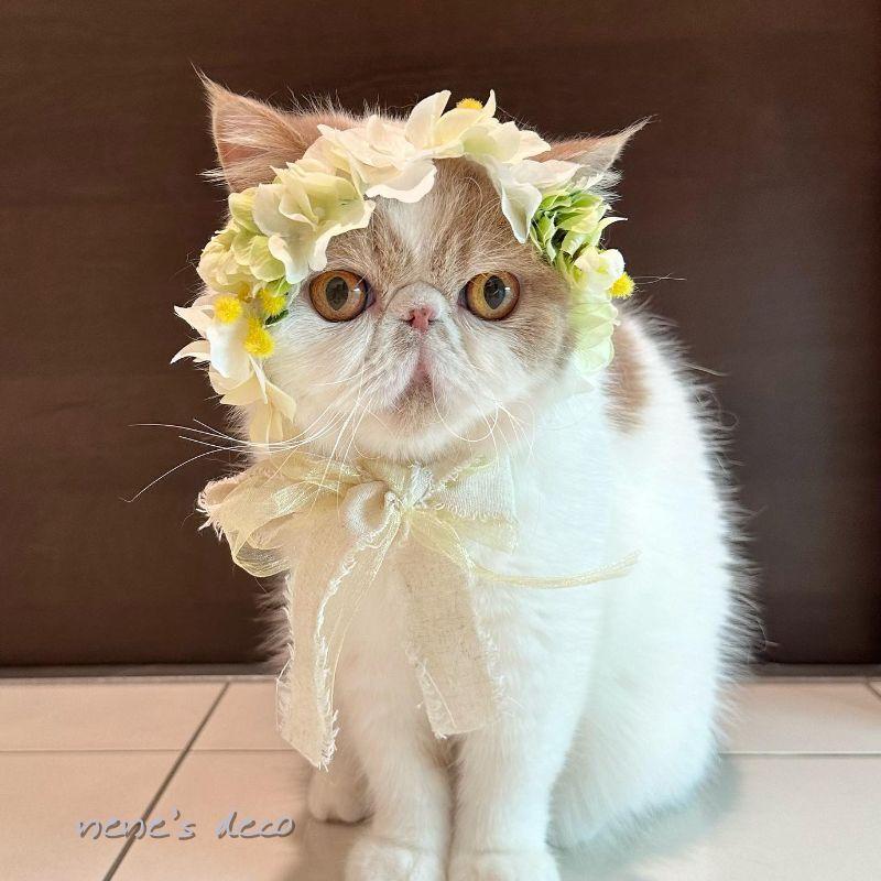 ミモザリボン猫5個セット