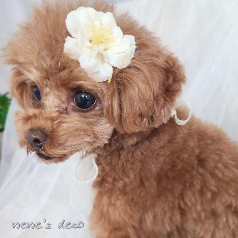 犬 ヘアアクセ 花 犬服 飾り ぱっちん 全犬種 頭飾り プランタン 犬 ヘアアクセ 花 犬服 飾り ぱっちん 全犬種 頭飾り プランタン