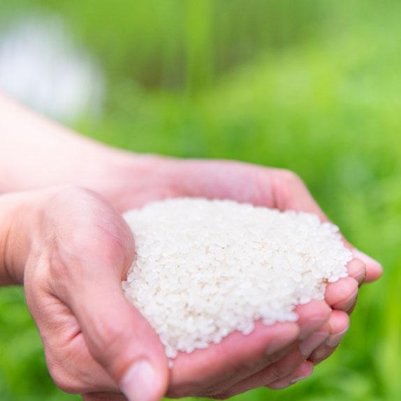 R6新米コシヒカリ仁多米奥出雲馬木産 仁多米 令和6年産 新米 コシヒカリ 2kg 岩田農園 特別栽培米 奥