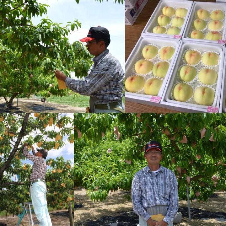 ★動作確認済み 河本農園 岡山白桃 おかやま夢白桃 11〜13玉 3kg前後 少し 訳あり 白桃 岡山 産地直送 【I1707528607】(9620円)