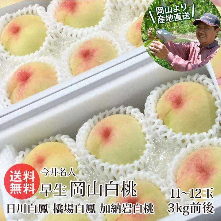今井農園 早生 岡山白桃 11〜12玉 3kg前後(日川白鳳 橋場白鳳 加納岩白桃) お中元 白桃 岡山 産地直送