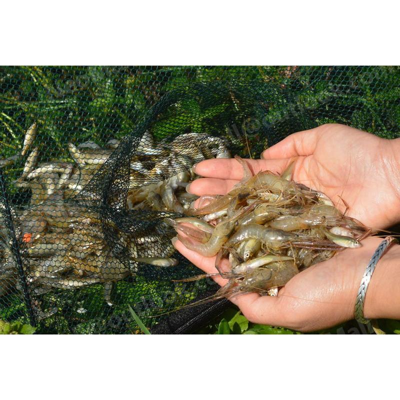 魚捕り エビ捕り 四ツ手網 軽量 コンパクト 折り畳み 捕獲アミ 魚捕り エビ捕り 四ツ手網 軽量 コンパクト 折り畳み 捕獲アミ